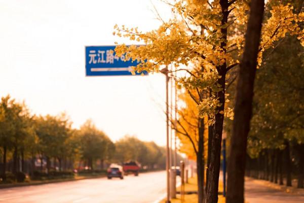 快來打卡！閔行這條路已披上“黃金甲”