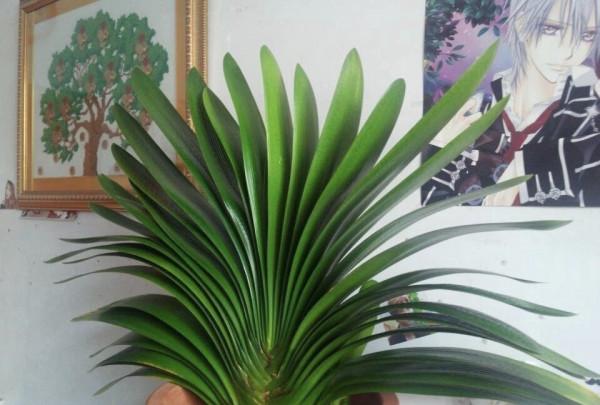 養君子蘭，死記硬背5個要點，啥問題也沒有，葉子油綠過年滿花箭