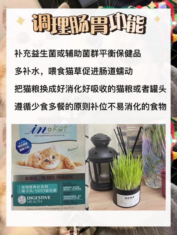 科學養胖貓咪 就用這個方法