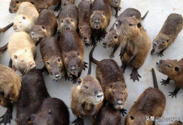 注意了!農村“新騙局”不斷浮現,已有農民被騙完了血汗錢 注意了!農村“新騙局”不斷浮現,已有農民被騙完了血汗錢