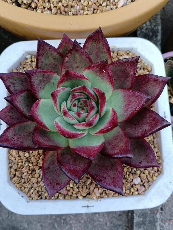 晨露能認多肉更美 晨露能認多肉更美