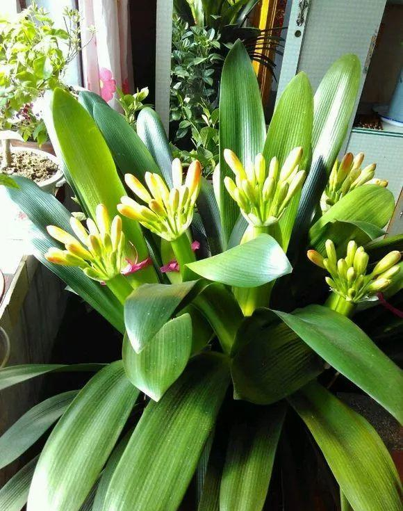 5種“漂亮花”，冬天價值大，趕快帶回家，花枝招展“好兆頭”