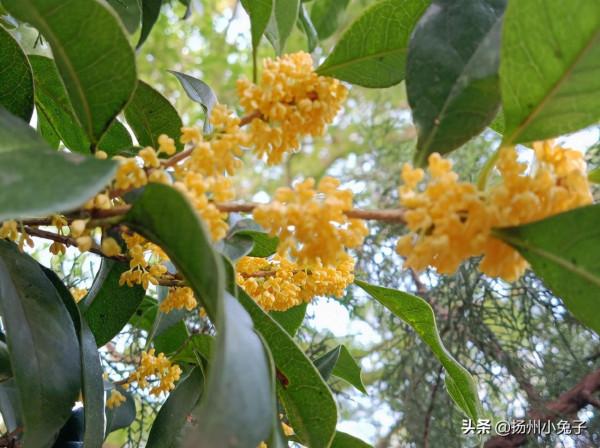 人閒桂花落，看花也要儀式感