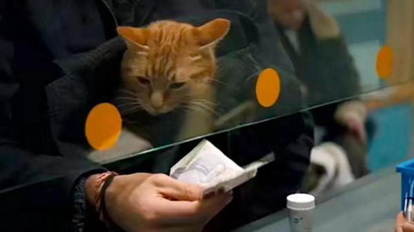 《街貓鮑勃》：這隻橘貓不僅自己掙貓糧，還順帶養活了鏟屎官