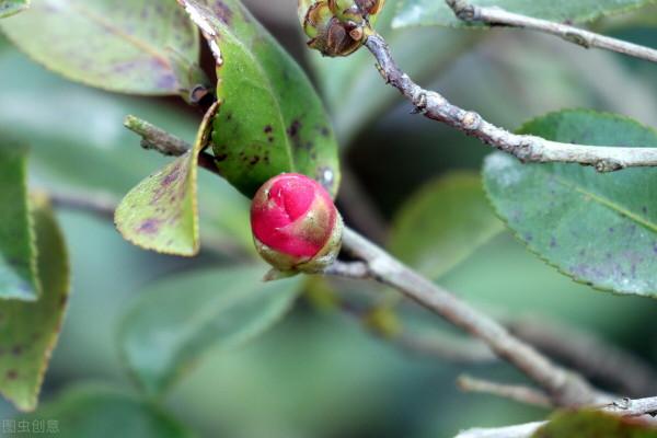 茶花有&OpenCurlyDoubleQuote;5怕&rdquo;，避開了葉子油亮，花朵鮮豔