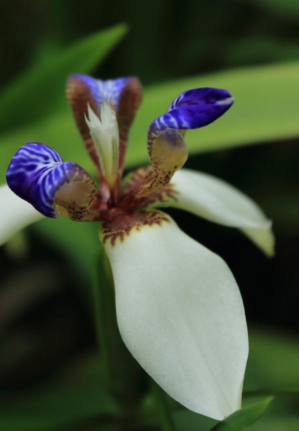 《百花集》(二百二十七) 《百花集》(二百二十七)