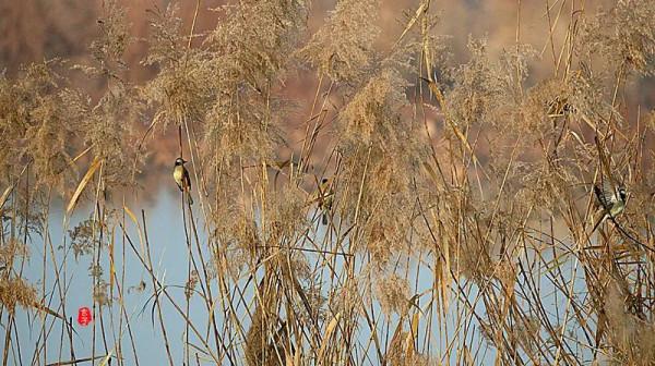 淮陽龍湖國家溼地公園裡的這些可愛的鳥,你見過多少? 淮陽龍湖國家溼地公園裡的這些可愛的鳥,你見過多少?