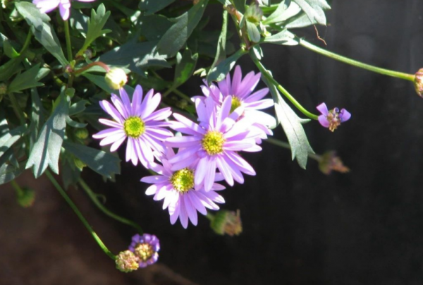 哪幾樣“草花”適合在家養？選這4款，開花勤，打理簡單