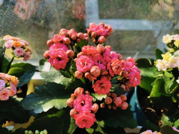 曬曬新開的幾盆長壽花