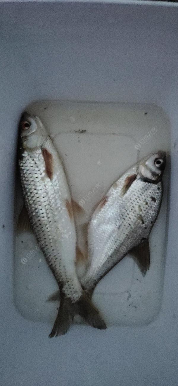 夜釣被銀環蛇咬了之後