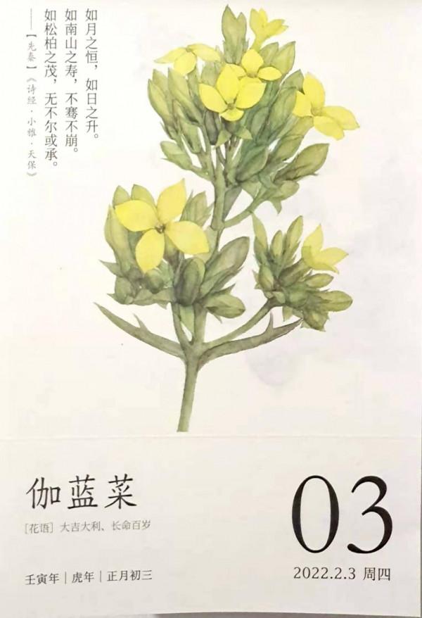 2022花開有時——正月初三 伽藍菜 大吉大利 長命百歲
