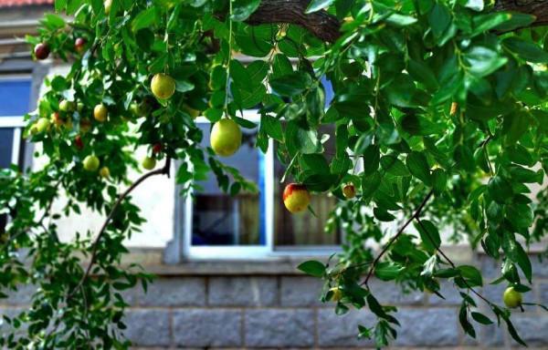 家裡有院子，就種5種“旺宅樹”，觀賞收果兩不誤，吉祥又實用