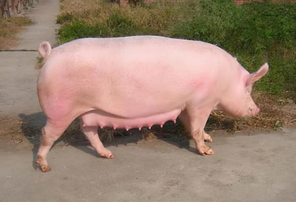 說說屠宰相關的故事——騷豬肉