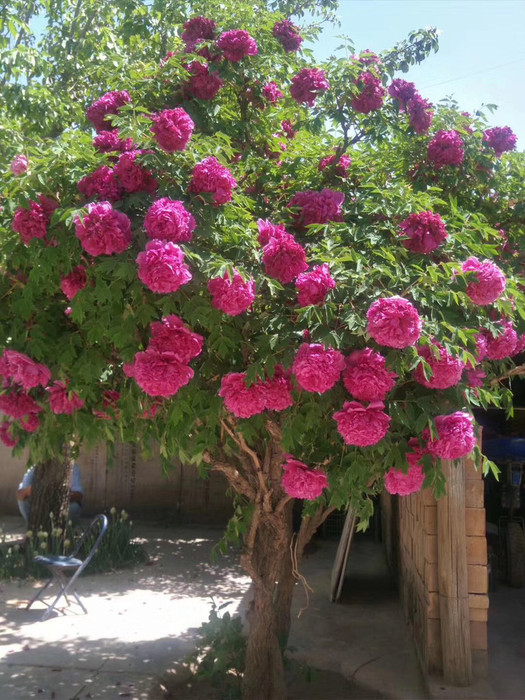 “壽命長”的11種花，好養寓意好，越養越值錢