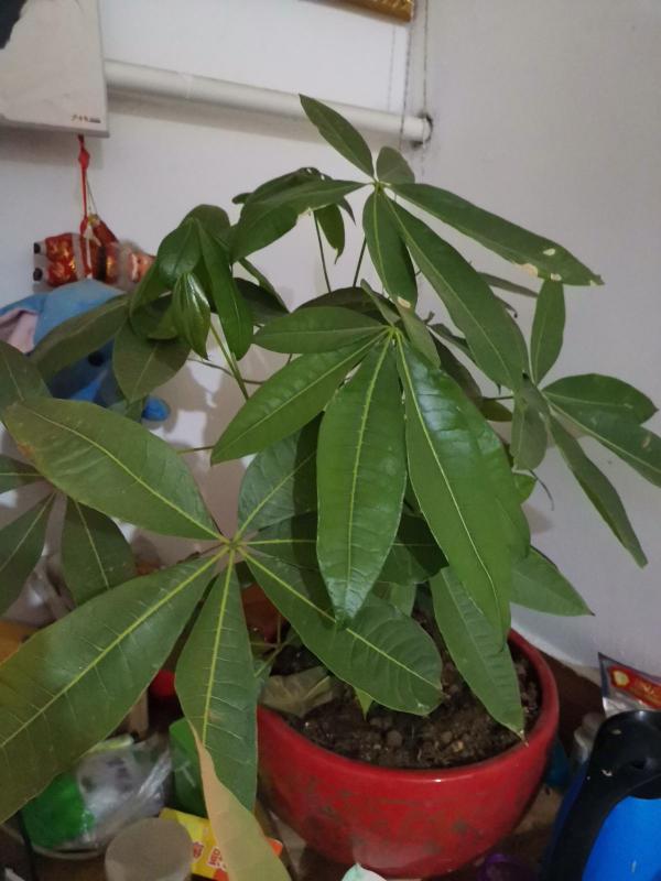 發財樹水培總是死,學會這2招,怎麼養都不黃葉 發財樹水培總是死,學會這2招,怎麼養都不黃葉