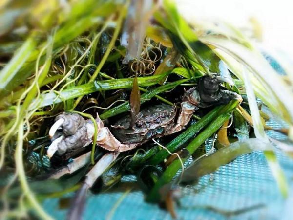 安徽水陽的“燕赤霞”