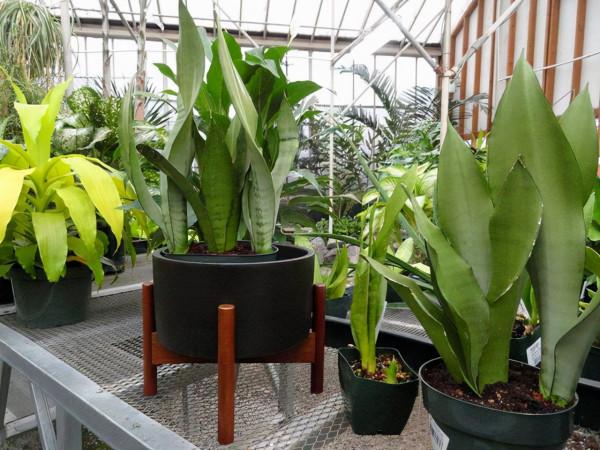 虎皮蘭有個“小開關”,開啟後,葉片厚亮,愛長側芽 虎皮蘭有個“小開關”,開啟後,葉片厚亮,愛長側芽