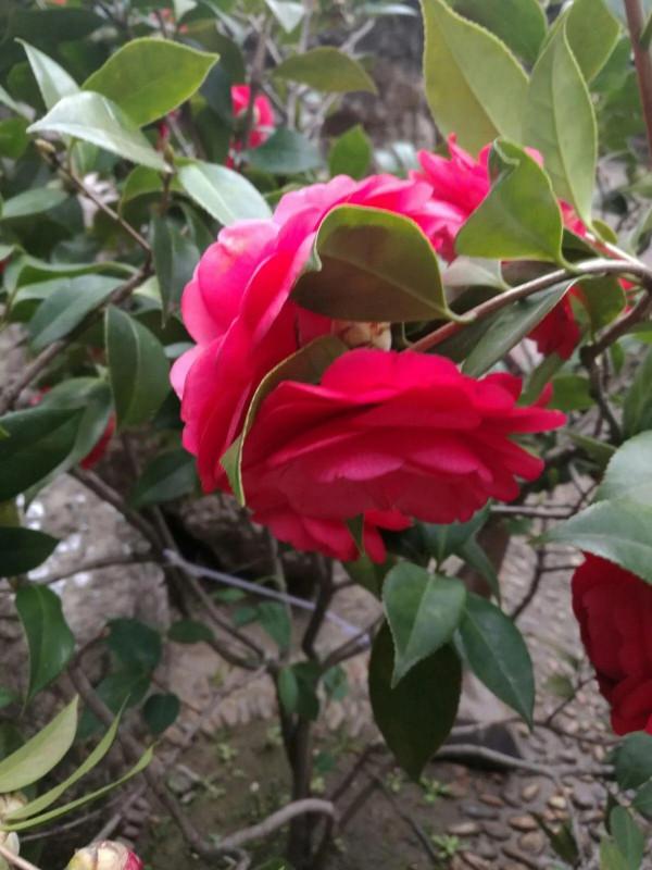 和牡丹花比翼齊飛