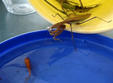 螳螂，雙臂敢擋車？