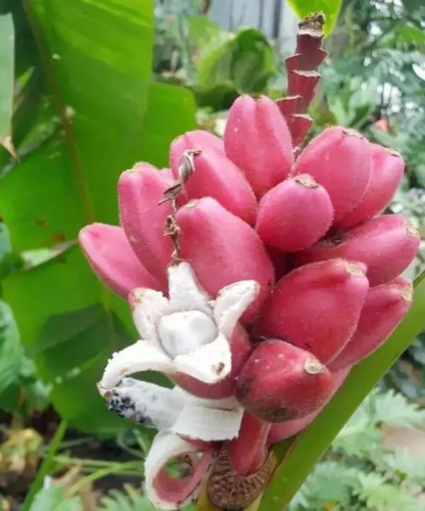 分享圖片&mdash;&mdash;罕見彩色香蕉