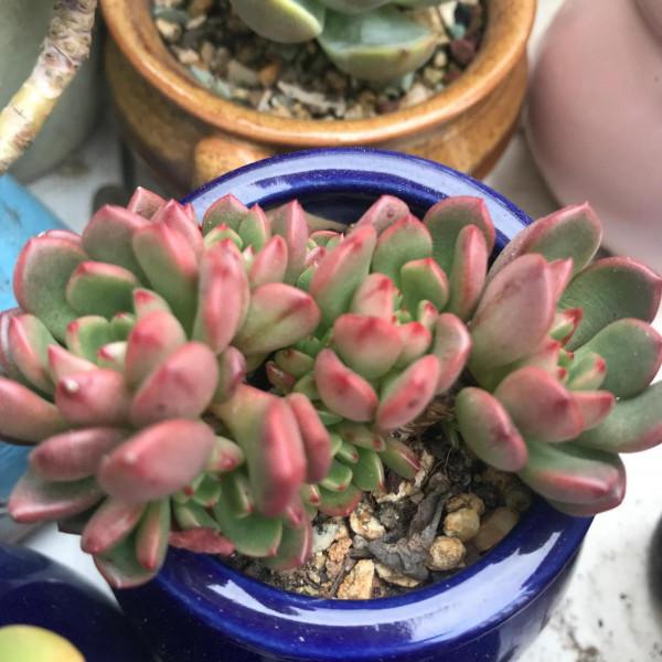 新手每日識一多肉——紅寶石 新手每日識一多肉——紅寶石