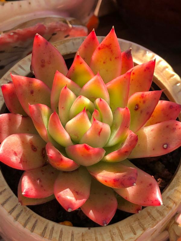 100種常見多肉圖鑑，比花還美，你認識幾種？