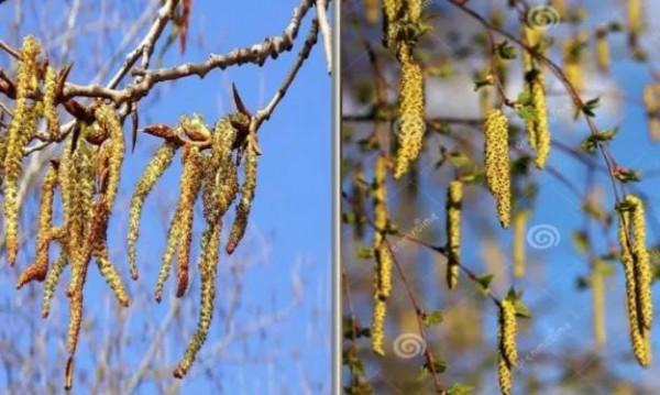 簡簡單單來認識植物之迷人的花朵 簡簡單單來認識植物之迷人的花朵