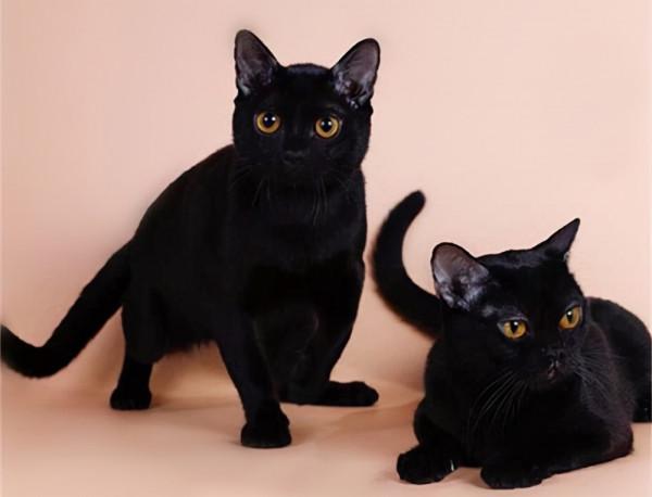 貓咪品種介紹大全！我們應該怎麼選擇適合自己的貓咪？