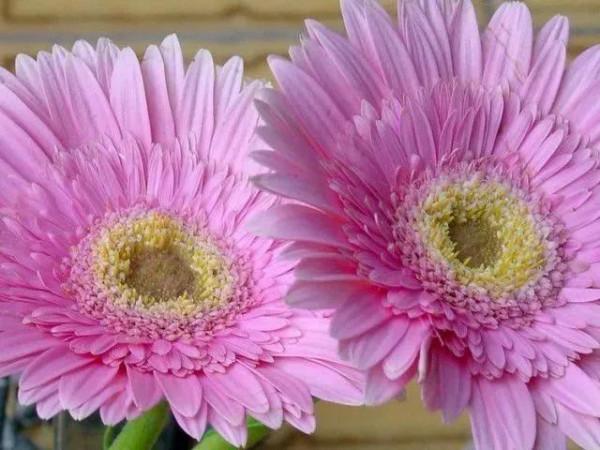 分享：花開並蹄，開得如此燦爛唯美，奇觀美景，令人陶醉