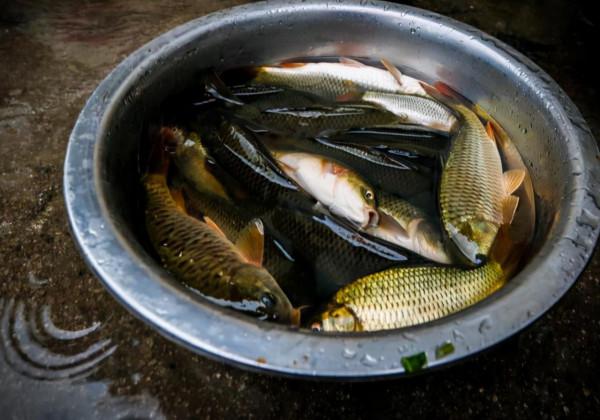 曾經風風火火的農村稻花魚，為啥會銷聲匿跡？難道又是養殖騙局？