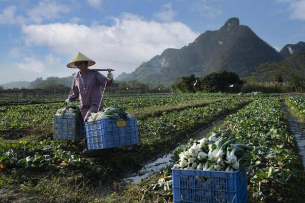 英德特產——白菜乾