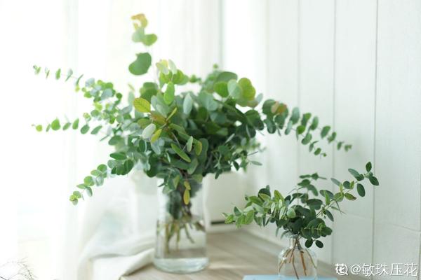 夏天新寵尤加利，養護花樣多，土培水培兩不誤