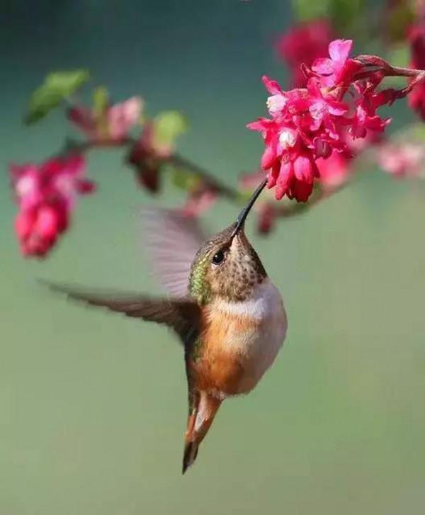 50只美麗的鳥兒，鳥語花香，鶯歌燕舞，真的太美了