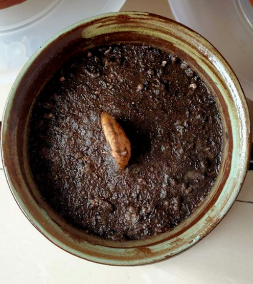 1顆“大腰果”,泡幾天服上盆,長成一棵芒果樹 1顆“大腰果”,泡幾天服上盆,長成一棵芒果樹