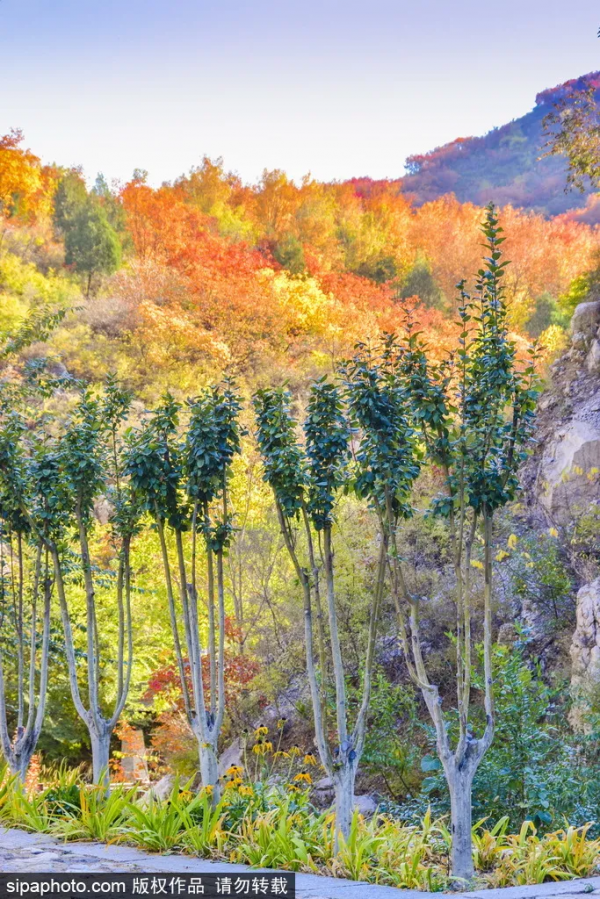 最新實拍!北京這裡紅葉美翻了!關鍵人少還免費,快來打卡 最新實拍!北京這裡紅葉美翻了!關鍵人少還免費,快來打卡