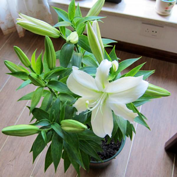 “27種”耐寒的花，好養不怕冷，低溫也能開花