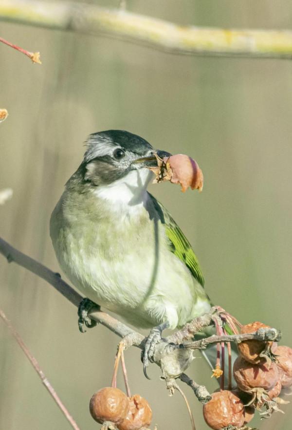 又到拍鳥的季節