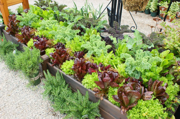 都在喊種菜，這幾種蔬菜一個月就能採收，陽臺也能種