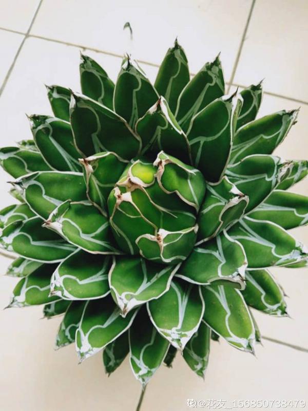 霸氣的“祥龍花”，養在家裡能鎮宅，安全感滿滿