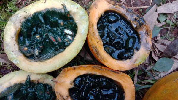 栝樓熟了能吃嗎？用它的皮煮水喝，潤肺止咳解煩惱