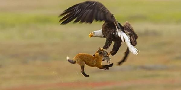 母狼卓瑪：孤狼獨自養育幼崽，卻遭金雕襲殺，母狼潛伏數月終復仇