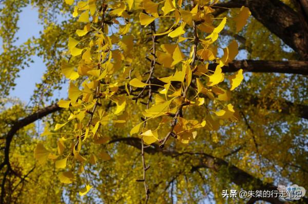 安徽最美銀杏觀賞地 1300年銀杏驚豔世人 曾為國家級博物館所在地 安徽最美銀杏觀賞地 1300年銀杏驚豔世人 曾為國家級博物館所在地