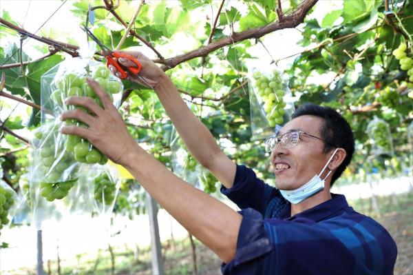 紫輝生態 碩果累累 紫輝生態 碩果累累