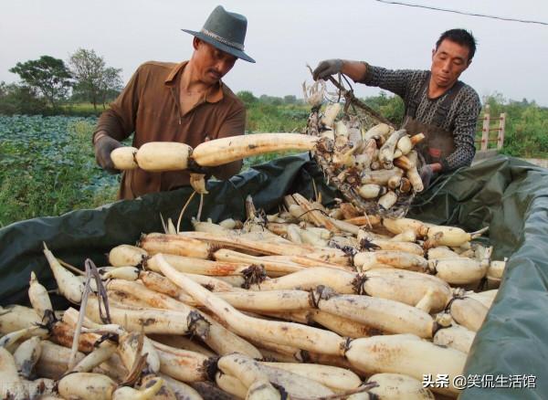 立冬前後，記得多吃“三紅三白”，有營養又保暖，可以食用
