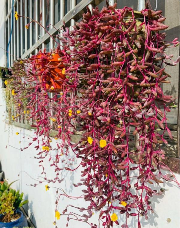 3種“養不死”的花，適合新手，不只是好養，關鍵很漂亮