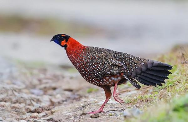 東江攬勝:收集常見鳥類圖譜之陸禽篇,攝鳥人自留地,建議收藏 東江攬勝:收集常見鳥類圖譜之陸禽篇,攝鳥人自留地,建議收藏