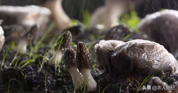 青海小夥用陳年牛糞種植羊肚菌，牛糞變“金疙瘩”，創下百萬財富