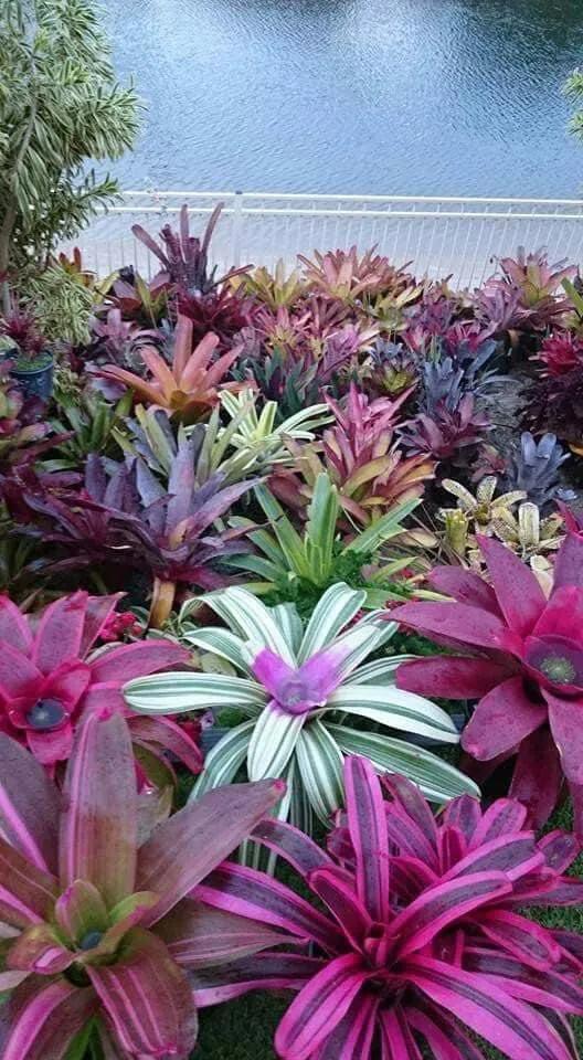 花亦草來草亦花 花亦草來草亦花