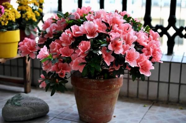 老一輩人養花一直都在用的開花肥都被你扔了