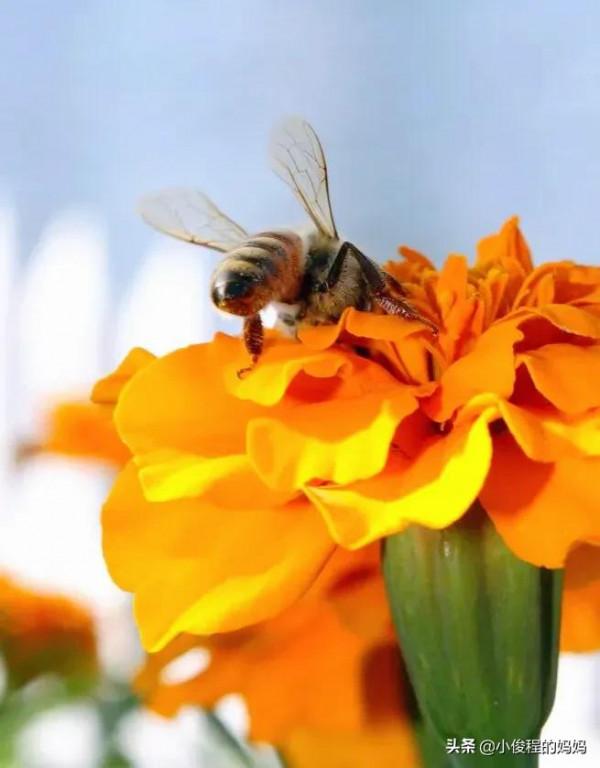 分享——孔雀草花